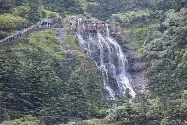 逃离金刚鹦鹉森林
